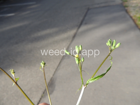 nipplewort
